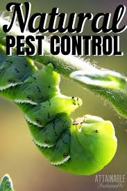 7 organic pest control methods to adopt