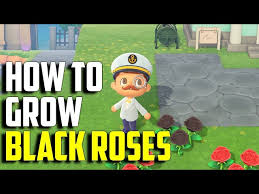 how to grow black roses black roses
