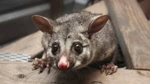 We did not find results for: The Pros And Cons Of Possums In Your Roof