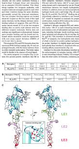 Structure And Receptor Binding Affinity Of The Netrin 1 Ln