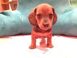 See puppy pictures, health information and reviews. Litter Of 4 Dachshund Puppies For Sale In Wichita Ks Adn 26489 On Puppyfinder Com Gender Male Puppies For Sale Dachshund Puppies For Sale Dachshund Puppies