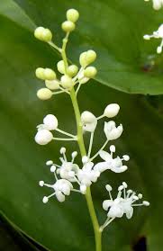 Maianthemum bifolium - Wikipedia