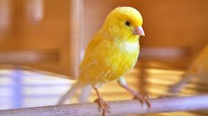 canary care sheet petmd