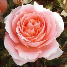 Rose Flower Power Patio Bush Rose