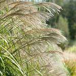 Afbeeldingsresultaat voor miscanthus sinensis