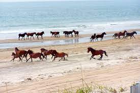 Mostly descendants of spanish mustangs left by explorers, these rugged pioneers survived the harsh landscape and thrived on their natural habitat. Wild Horses Fate In Outer Banks Lies In Preservation Clash The New York Times