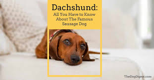 There are 164 different types of dogs listed below with pictures of each one. Dachshund Page 5 Of 11 The Dog Digest