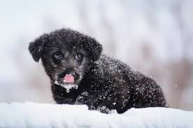 How Cold Is Too Cold For Your Dog Cold Weather Pet Safety