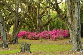 Around 1895 at the age of 23, he founded a private bird sanctuary. Jungle Gardens On Avery Island