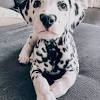 The dalmatian puppies comprise the vast majority of the titular characters of one hundred and one dalmatians and related media. Https Encrypted Tbn0 Gstatic Com Images Q Tbn And9gcrjnjcohwkeggu 5vhubdeq5oqi4jb4fwwv O4exwxtjdaw98nn Usqp Cau