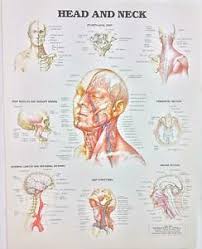Details About Vintage The Anatomical Chart Series Book Print 1988 Head And Neck