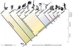 Images For Phylogenetic Tree Of Primates Phylogenetic