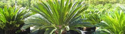 Palm Trees Plants Direct Nursery