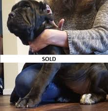 Learn how to sell puppies. Neapolitan Mastiff Puppies Akc Purebred Mastiff Puppies For Sale