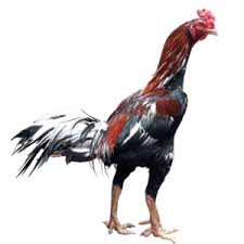 Pada tubuh ayam terdapat berbagai ciri yang berbeda, mulai dari kepada hingga kaki ayam. Ayam Bangkok Aduan Ayampetarung Com