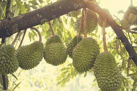 Salah satu jenis durian ialah durian musang king. Jarak Tanam Pohon Durian Musang King Pusatbibitdurian Com