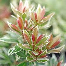 Another large flowering evergreen is garrya elliptica. Top 10 Evergreen Shrubs For Small Gardens Thompson Morgan