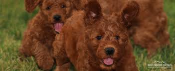 At doodle dog hill we have mini doodle puppies available at various times throughout the year. Di73qcrvk8377m