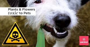 Plants And Flowers Toxic To Pets