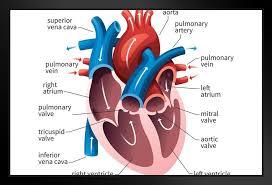 Human Heart Circulatory System Diagram Chart Framed Poster 18x12 Inch