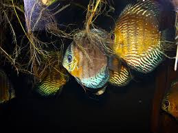Successfully Breeding The Discus