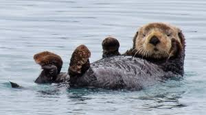 The relatives of the otter includes weasels, skunks, river otters; 16 Playful Facts About Otters Mental Floss