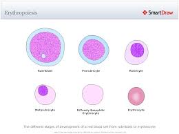 Red Blood Cell Developmental Stages Hematology