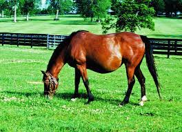 broodmares nutritional needs during