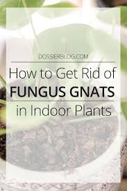Fungus Gnats For Indoor Plants