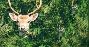 Collision means the upset of your covered auto or its impact with another vehicle or object. Comprehensive Insurance Covers Deer Hit Cosmetic Collision Auto Body