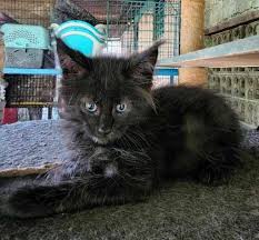 find purebred maine kittens for