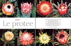 King protea white, 40 cm to 60 cm. Protea Beautiful South African With A Multiform Look Monaco Nature Encyclopedia
