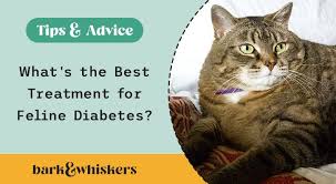 the best treatment for feline diabetes