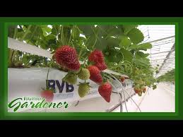 strawberry greenhouse ion