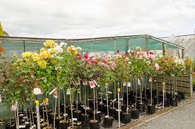 rose catalogue plantorama