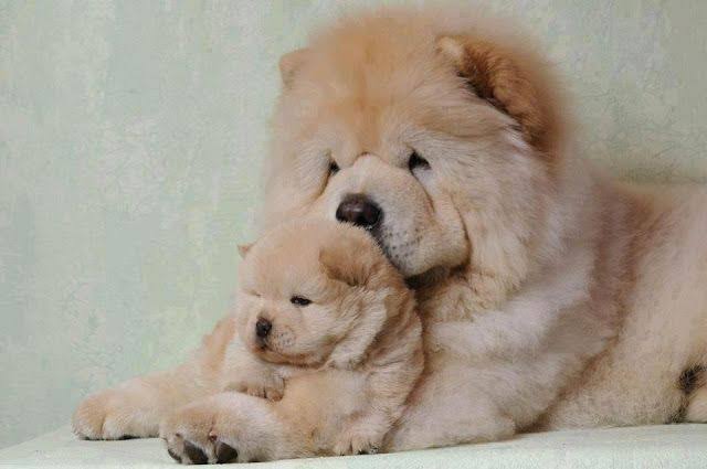Image result for mom and babychowchow"