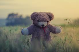 teddy teddy bear field and toy hd 4k