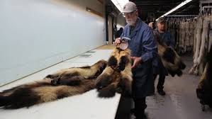 North Bay Fur Harvesters Ceo Reacts To
