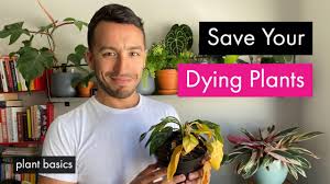 To save a plant from dying an untimely death, you need not be an expert gardener. Basic Tips For Saving Dying Plants Youtube