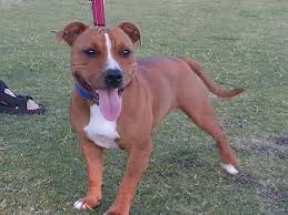 Staffy, english staffordshire bull terrier. Red Staffordshire Bull Terrier Home Facebook