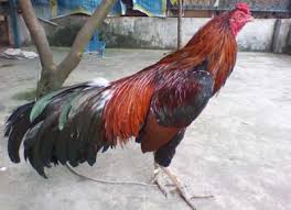 Ayam bangkok vietnam dan kelebihannya !! Asal Usul Ganoi Ayam Laga Asli Vietnam Sabung Ayam Online