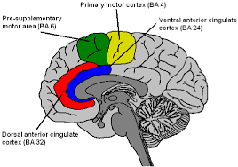 4 sagittal section of the brain