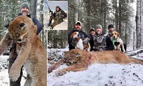 See more ideas about mountain lion, big cats and animals beautiful. Grinning Canadian Tv Presenter Bags A Huge Mountain Lion Daily Mail Online