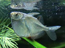 Common Hatchetfish Silver Hatchetfish Gasteropelecus