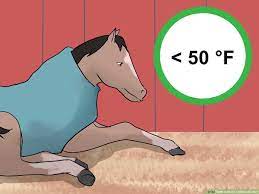 how to make a horse blanket 14 steps