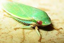 Despite its common name, leafhopper assassin bugs will attack and eat any insect it comes across. Leafhopper Wikipedia