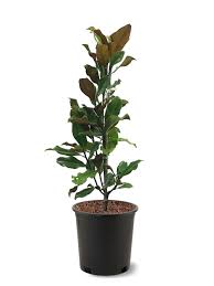 southern planters white flowering bracken s brown beauty magnolia in pot with soil magbra03g