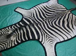 real zebra