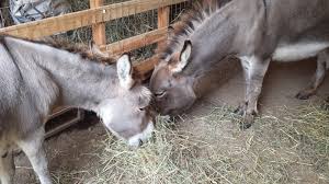Image result for mini donkeys eating hay