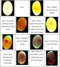 7 Best Egg Candling Images Chickens Backyard Egg Candling
